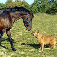 Tierhalterhaftpflichtversicherung für Hunde und Pferde